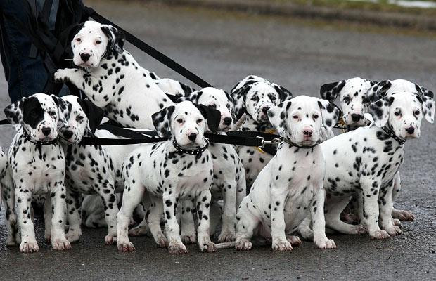 Thế giới động vật muôn màu ảnh 16 Adam Morley of Melton Mowbray, Leics, takes a litter of 18 playful dalmatian pups for a walk