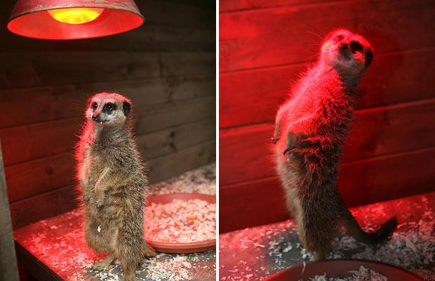 Thế giới động vật muôn màu ảnh 26 A meerkat warms up under a heat lamp at Battersea Park Children’s Zoo
