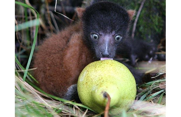 Thế giới động vật muôn màu ảnh 5 Two-week-old Ruffles, the red ruffed lemur investigates a pear at Lemur Land in Blair Drummond Safari Park