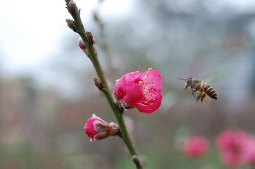 Đào khoe sắc thắm đón Xuân sang