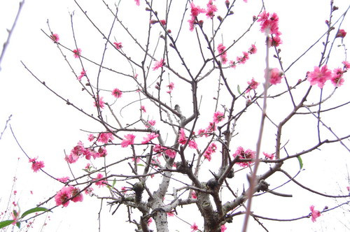 Cả không gian đằm thắm trong sắc hồng của hoa