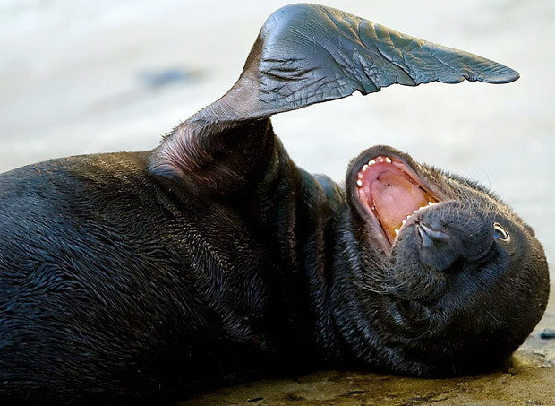 Thế giới động vật muôn màu ảnh 23 A four-day-old sea lion cub lies in its enclosure in the zoo in Vienna
