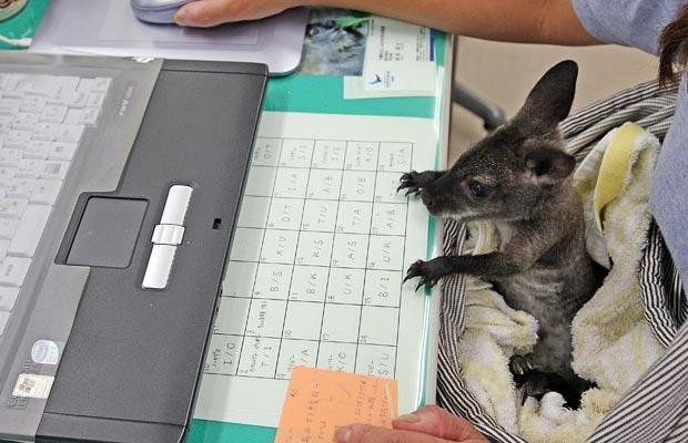 Thế giới động vật muôn màu ảnh 22 A baby wallaby sits in a zoo attendant’s lap at Edogawa Natural Zoo in Tokyo, Japan. The staff of the zoo have raised the young wallaby after her mother neglected her