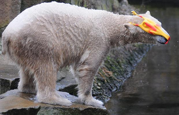 Thế giới động vật muôn màu ảnh 21 Polar bear Knut plays with a rubber chicken at the Berlin Zoo
