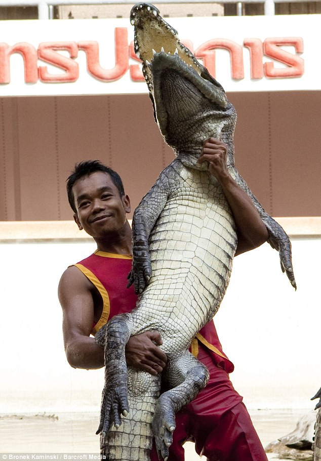 Smile for the camera: Another wrestler grips a surprisingly docile beast and hoists him into the air