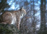 Linh miêu đã quay trở lại khu rừng Bavaria sau 100 năm