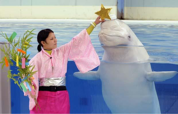 Thế giới động vật muôn màu ảnh 28 A trainer wearing a traditional Vega costume performs with a Beluga Whale at the Hakkeijima Sea Paradise aquarium in Yokohama, Japan