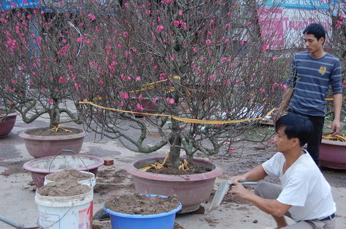 Các chủ vườn bận bịu chuẩn bị những chậu hoa đẹp cho khách