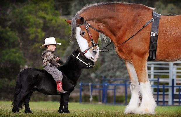 Thế giới động vật muôn màu ảnh 9 Two-year-old Colt Bullen rides his miniature horse Prancer and comes face-to-face with Hercules the Clydesdale horse, in Melbourne, Australia