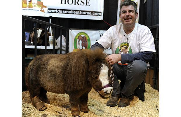 Thế giới động vật muôn màu ảnh 8 Michael Goessling holds Thumbelina, the world’s smallest horse, during the opening day of the 2009 Toy Fair at the Jacob Javits Centre in New York