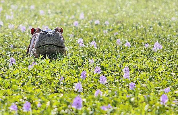Thế giới động vật muôn màu ảnh 25 A startled hippopotamus dashes from his hiding place.Despite being one of the larger members of the animal kingdom, hippos can be shy creatures