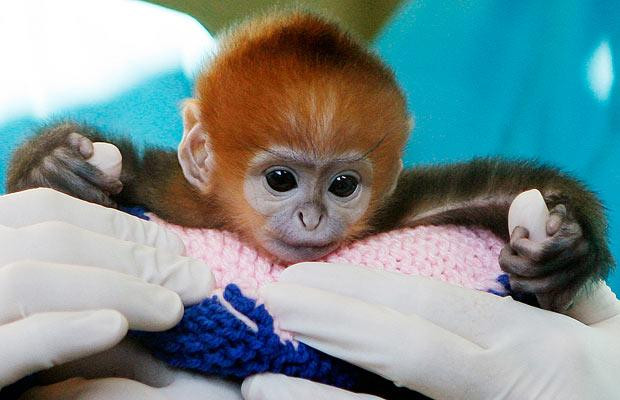 Thế giới động vật muôn màu ảnh 3 Elke, a five-day-old Francois Langur, makes her debut at Taronga Zoo’s Wildlife Hospital in Sydney. Keepers have decided to hand-rear the monkey after she was rejected by her mother