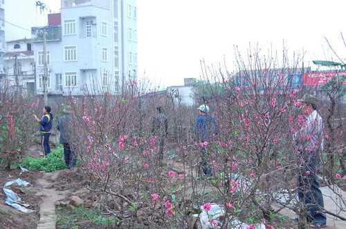 Ngay từ sáng sớm, tại các vườn đào đã tấp nập khách đến ngắm và chọn mua hoa về chơi Tết