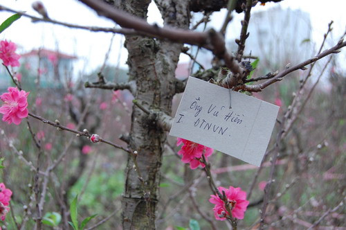 Rất nhiều cây đào đã được gắn biển tên, chỉ chờ ngày mang về nhà cho khách
