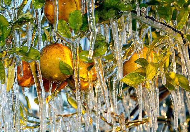 Những hình ảnh ấn tượng trong tuần ảnh 9 Icicles cling to oranges in Lakeland, Florida