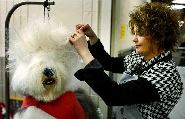 Thế giới động vật muôn màu ảnh 15 Shannon Scheer grooms her Old English Sheepdog Iggy backstage during the 133rd Annual Westminster Kennel Club Dog Show at Madison Square Garden, New York