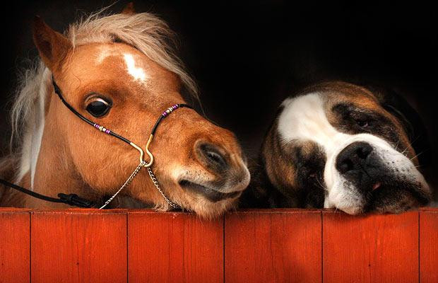 Thế giới động vật muôn màu ảnh 10 A miniature horse looks over a stable door along with Elsa the St Bernard who lives with the little horses in Scorrier, Cornwall