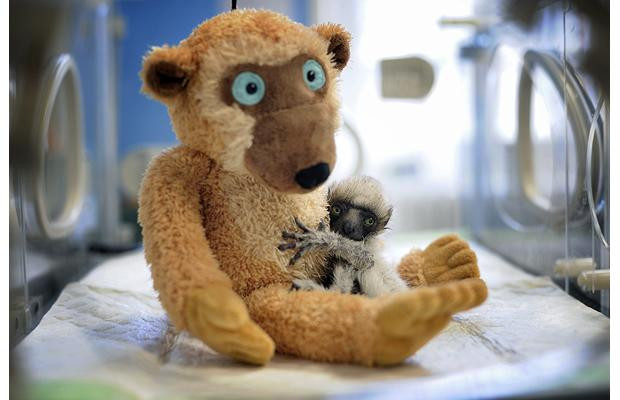 Thế giới động vật muôn màu ảnh 4 A newly born Madagascar lemur named Tahina is seen at Besancon Zoo, France. Tahina is one of only 17 Madagascar lemurs living in captivity worldwide