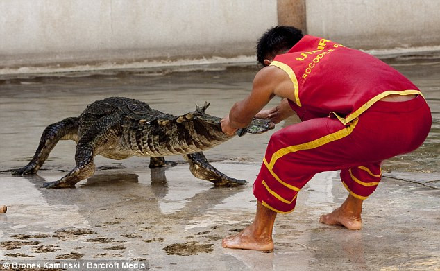 Playtime’s not over yet! Somphop wrestles with the crocodile