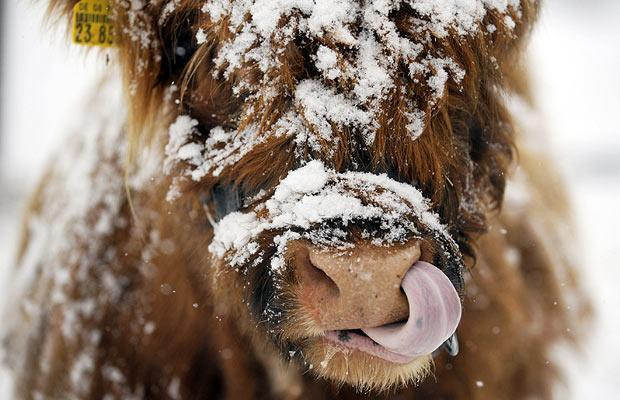 Thế giới động vật muôn màu ảnh 19 A Highland cow stands in the snow on a pasture near Sonnenbuehl, southern Germany