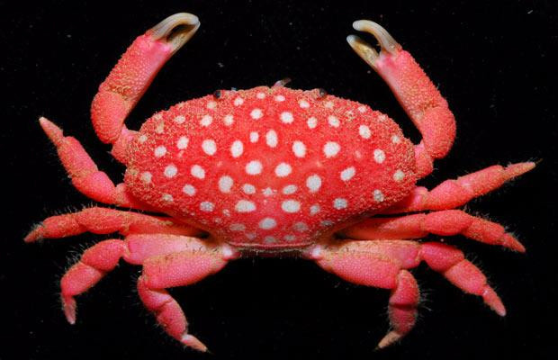 Những hình ảnh ấn tượng trong tuần ảnh 24 In this image released by the National Taiwan Ocean University, a new species of crab (Neoliomera Pubescens) is seen. The new species that was discovered off the coast of southern Taiwan looks like a strawberry with small white bumps on its red shell