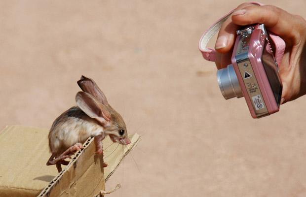 Thế giới động vật muôn màu ảnh 13 A long-eared jerboa is photographed by a tourist in north-west China
