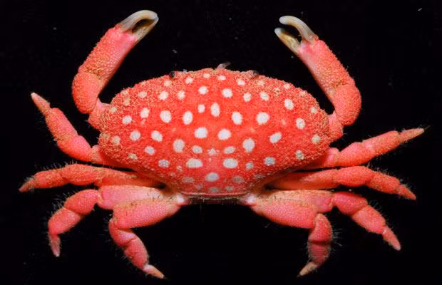 In this image released by the National Taiwan Ocean University, a new species of crab (Neoliomera Pubescens) is seen. The new species that was discovered off the coast of southern Taiwan looks like a strawberry with small white bumps on its red shell