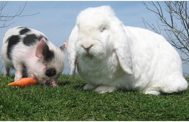 Thế giới động vật muôn màu ảnh 11 William the miniature pig and his best friend Charles the giant rabbit, at Pennywell Farm in Devon. Bosses at the farm say the friendship developed after ten-week-old William was moved into a pen next to the rabbits