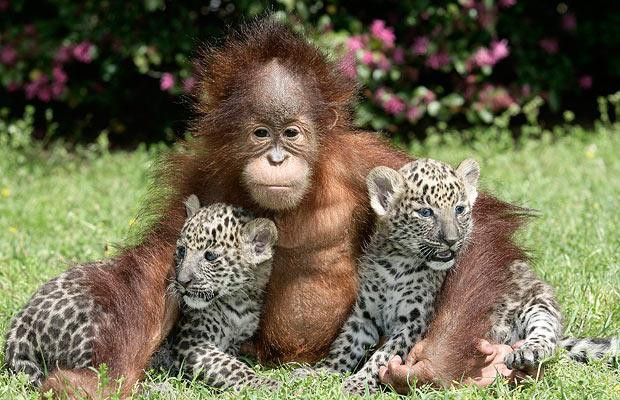 Thế giới động vật muôn màu ảnh 1 Two five-week-old leopard cubs named Chant and Sloka sit with a one-year-old orangutan named Rishi, at T.I.G.E.R.S. (The Institue For Endangered Species) in Myrtle Beach, South Carolina