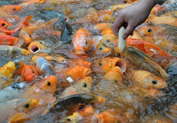 Những hình ảnh ấn tượng trong tuần ảnh 25 A visitor feeds a pool of carp with a piece of banana at a zoo in Nanning, Guangxi Zhuang Autonomous Region, China