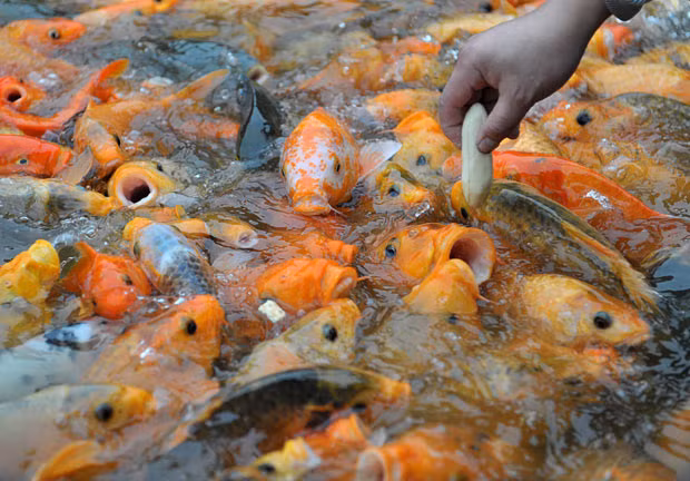 A visitor feeds a pool of carp with a piece of banana at a zoo in Nanning, Guangxi Zhuang Autonomous Region, China