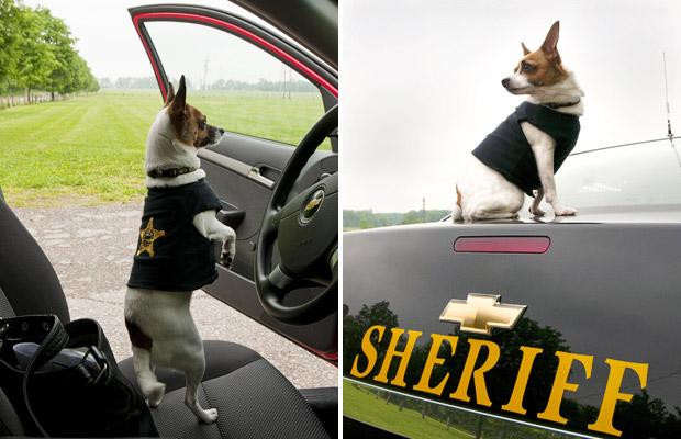 Thế giới động vật muôn màu ảnh 6 Meet Midge, the world’s smallest police dog. At 11 inches tall and weighing just under 4 kilos, this tiny Chihuahua recently clocked up her first solo drug conviction after discovering drugs hidden in a burglar’s vehicle