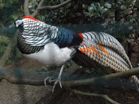 Ngam loai ga da bi tuyet chung o moi truong tu nhien - Anh 9