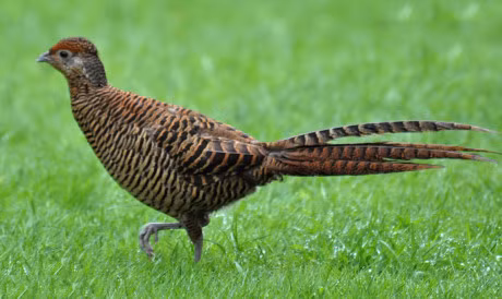 Ngam loai ga da bi tuyet chung o moi truong tu nhien - Anh 17