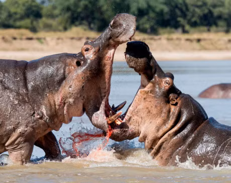 Can canh man danh nhau 