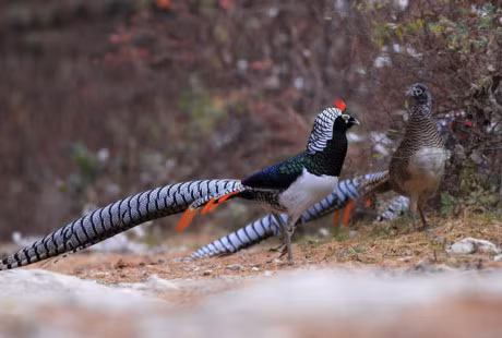 Ngam loai ga da bi tuyet chung o moi truong tu nhien - Anh 4