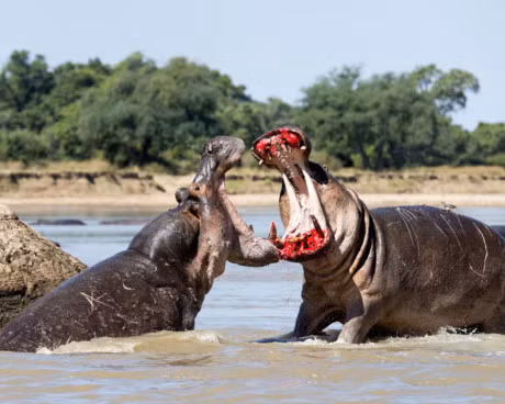 Can canh man danh nhau 