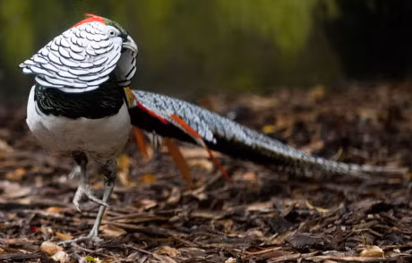 Ngam loai ga da bi tuyet chung o moi truong tu nhien - Anh 5