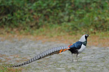 Ngam loai ga da bi tuyet chung o moi truong tu nhien - Anh 13