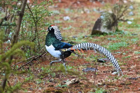 Ngam loai ga da bi tuyet chung o moi truong tu nhien - Anh 7