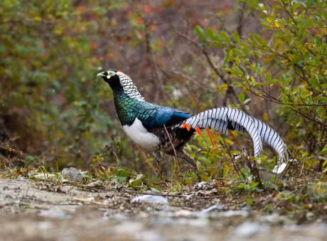 Ngam loai ga da bi tuyet chung o moi truong tu nhien - Anh 2