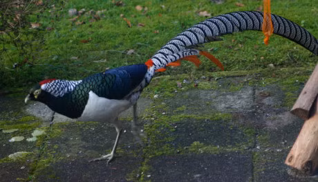 Ngam loai ga da bi tuyet chung o moi truong tu nhien - Anh 12