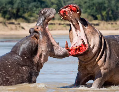 Can canh man danh nhau 