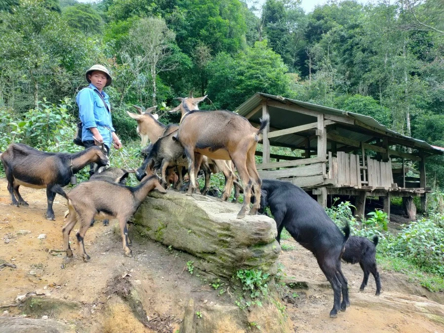 Xã vùng cao Mồ Dề phát triển kinh tế xanh để giảm nghèo bền vững.