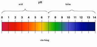 Độ pH của sữa rửa mặt Lenka là 6,5 - ở mức cân bằng