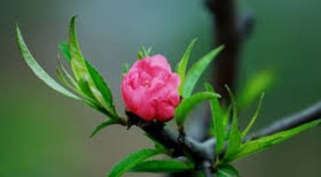 Thuốc quý từ hoa đào ngày Tết