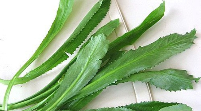 Công dụng tuyệt vời của rau mùi tàu ít người biết