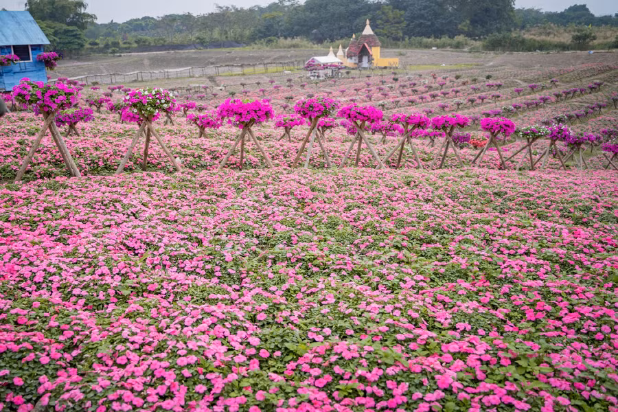 Theo chia sẻ của chủ vườn, đồi hoa được tạo nên bởi 150.000 cây hoa ngọc thảo hồng và khoảng 1.500 bụi hoa dạ yến thảo màu tím.