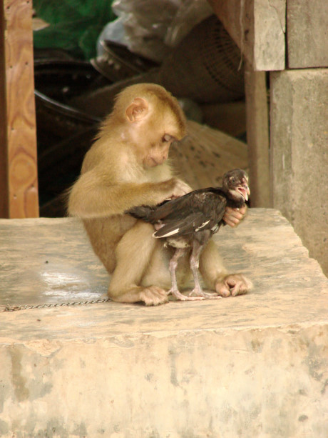 Chết cười cảnh khỉ làm... trò khỉ với con gà tội nghiệp - Ảnh 10 Chet cuoi canh khi lam... tro khi voi con ga toi nghiep - Anh 10