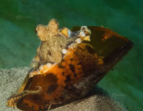 Bo anh chung to nang luc than ky cua sinh vat bien - Anh 4